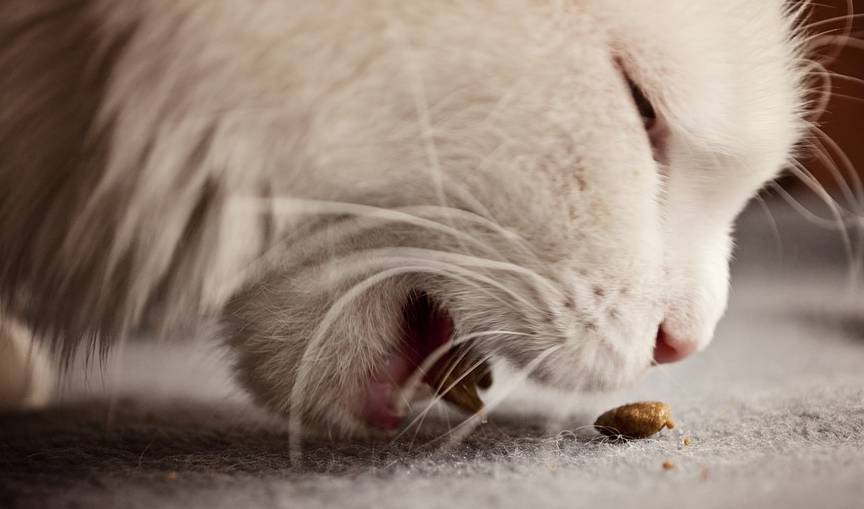 猫咪天天上班,只能早晚喂狗狗两次,这合适吗?谈宠物投食的正确频率