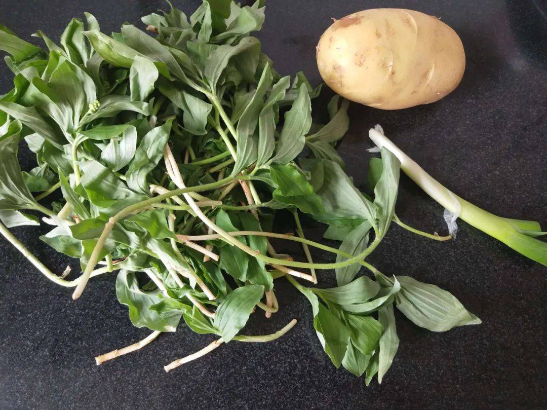 山里这种野菜,一窝一窝长,人们用麻袋装,吃不完还能冻着不变味