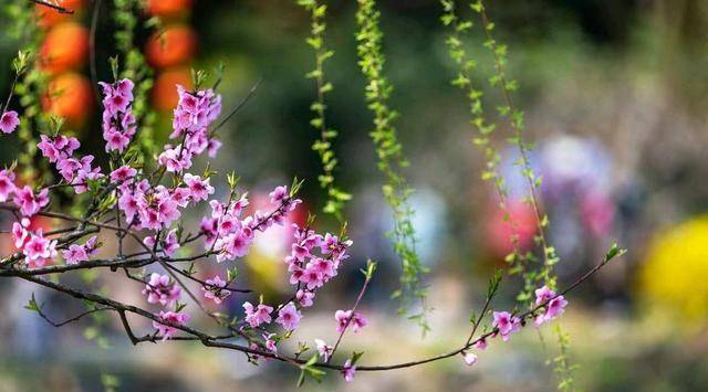 一程山水一花開,一場相思等春來_時光_歲月_花枝