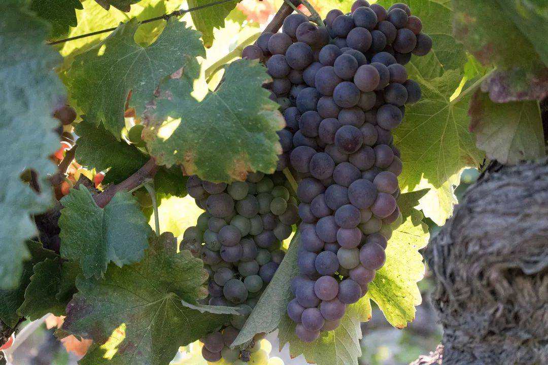 皇家|【28th Interwine】葡萄牙皇家酒庄熙德古堡庄园