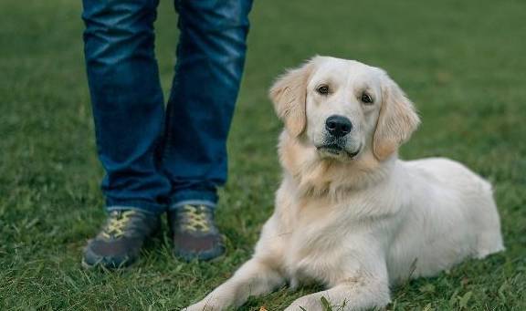 决定权狗狗被送人后,会不会责怪主人?它会一直记得前主人吗?