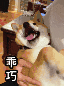 狗狗绝育前该准备什么看这一篇就够了