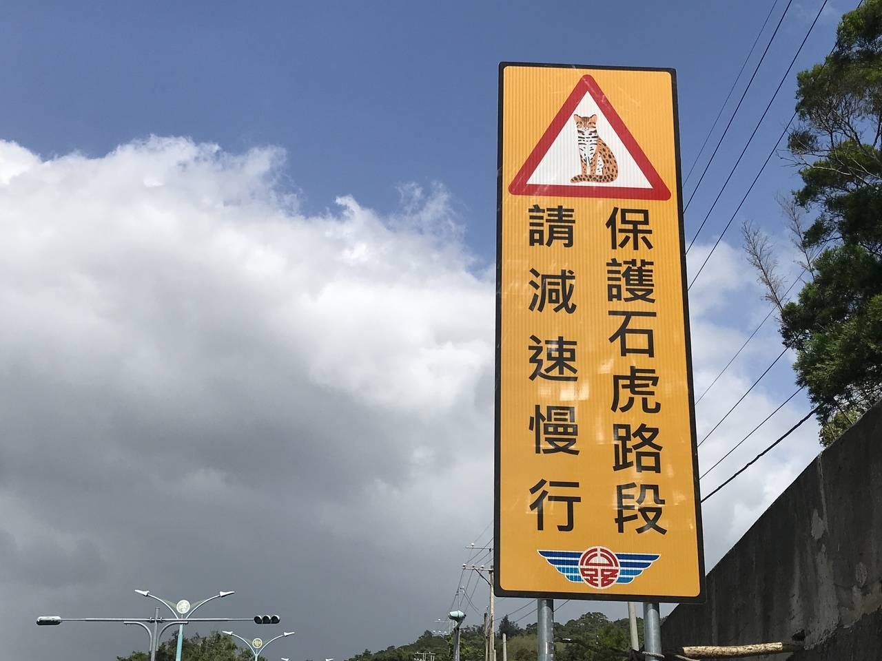 我国猛兽危险！“石虎”现身广东，外貌像极家猫，常被人误当猫咪饲养