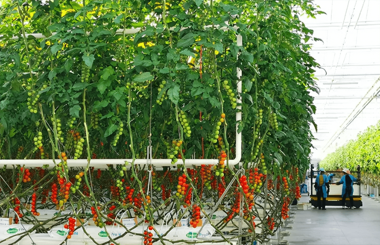 小番茄走俏大市场智能温室显神通