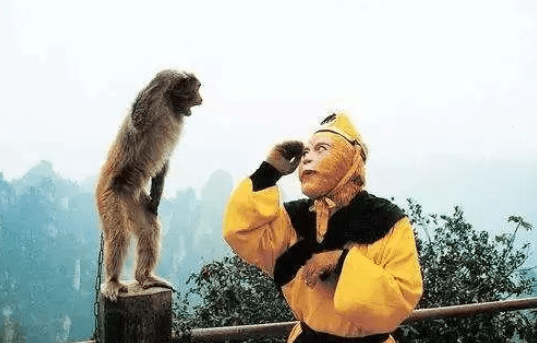 为什么猴子可以模仿人的动作动物常识小科普