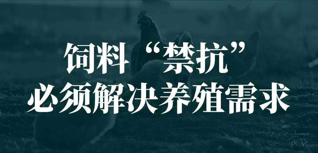 绿色养殖，无抗先行，莫能菌素的替代品来了
