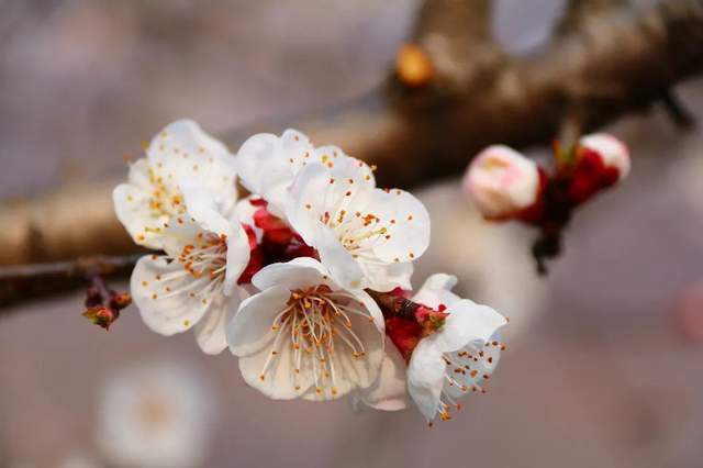 3月我醉倒在山东的杏花春雨里