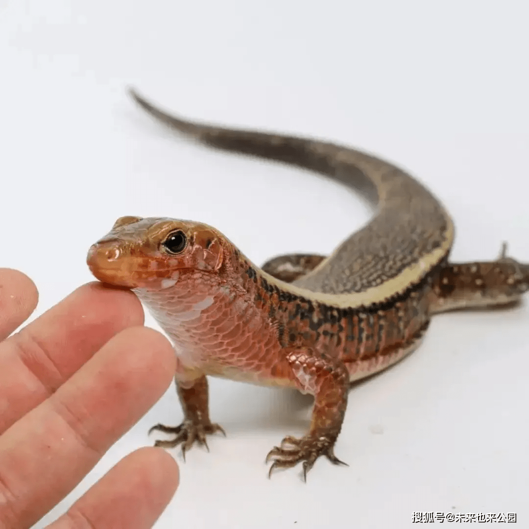 苏丹盾甲蜥温柔的铠甲武士