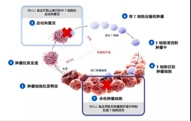 肿瘤疫苗 pd1,疗效大增!生存期翻倍_患者_治疗_细胞