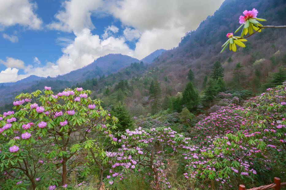 木王_景區_山水