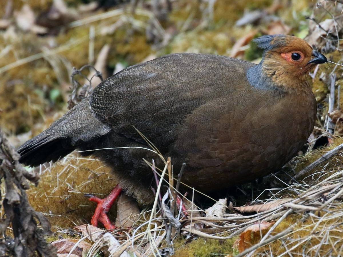 西南怪鳥夫妻恩愛忠貞,但雄鳥美過雌鳥,看起來並不像一家人?