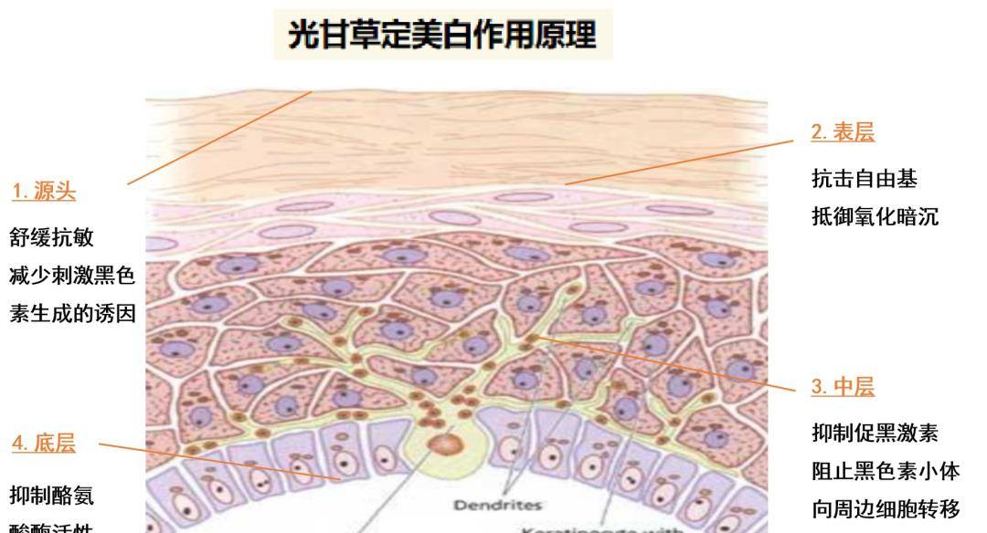 奶皮46岁的她，凭啥吊打当红小花？