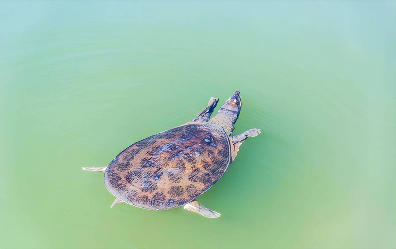 奇异炸冰虾|黄河底下真有龙老龟（真恐龙）