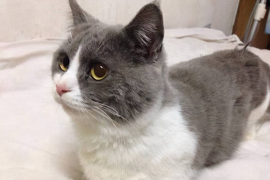 因为|想养猫，请“戒掉”这5件事，不然别轻易养猫！