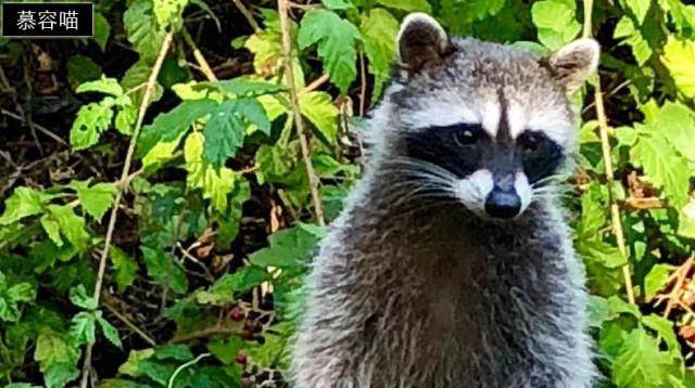 关系神秘的狸猫与梨花猫、浣熊与果子狸等动物有关系吗？