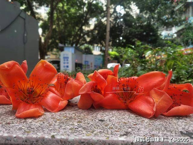 黄花风铃木花，真的能取代“市花”木棉花在广州人心中的位置？