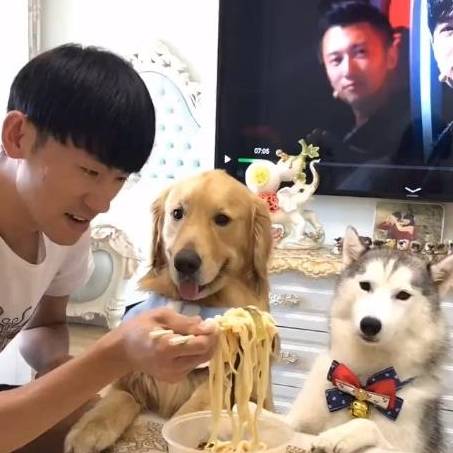 主人叫金毛和二哈拿饭盆过来吃面,二哈叼来一样东西让他傻眼了_金毛犬