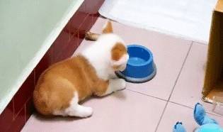 都跟柯基:不要被我们可爱的外表所欺骗,没事也看看我们的内在