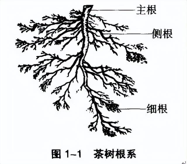 懂茶的你