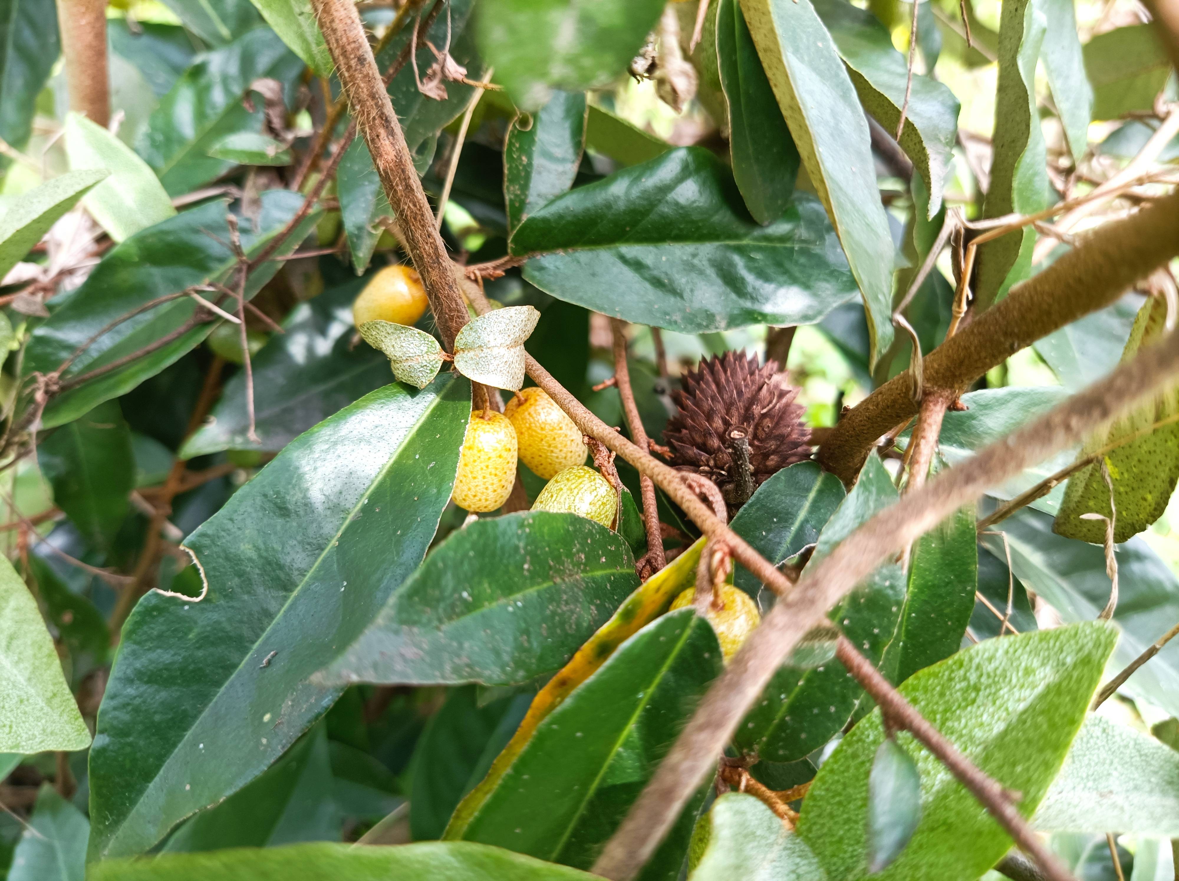 春暖花开又是胡颓子成熟季