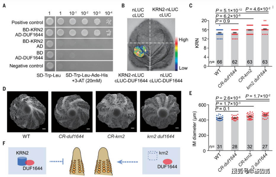 趋同|学术前沿：全基因组扫描技术助力解析玉米和水稻趋同选择遗传基础