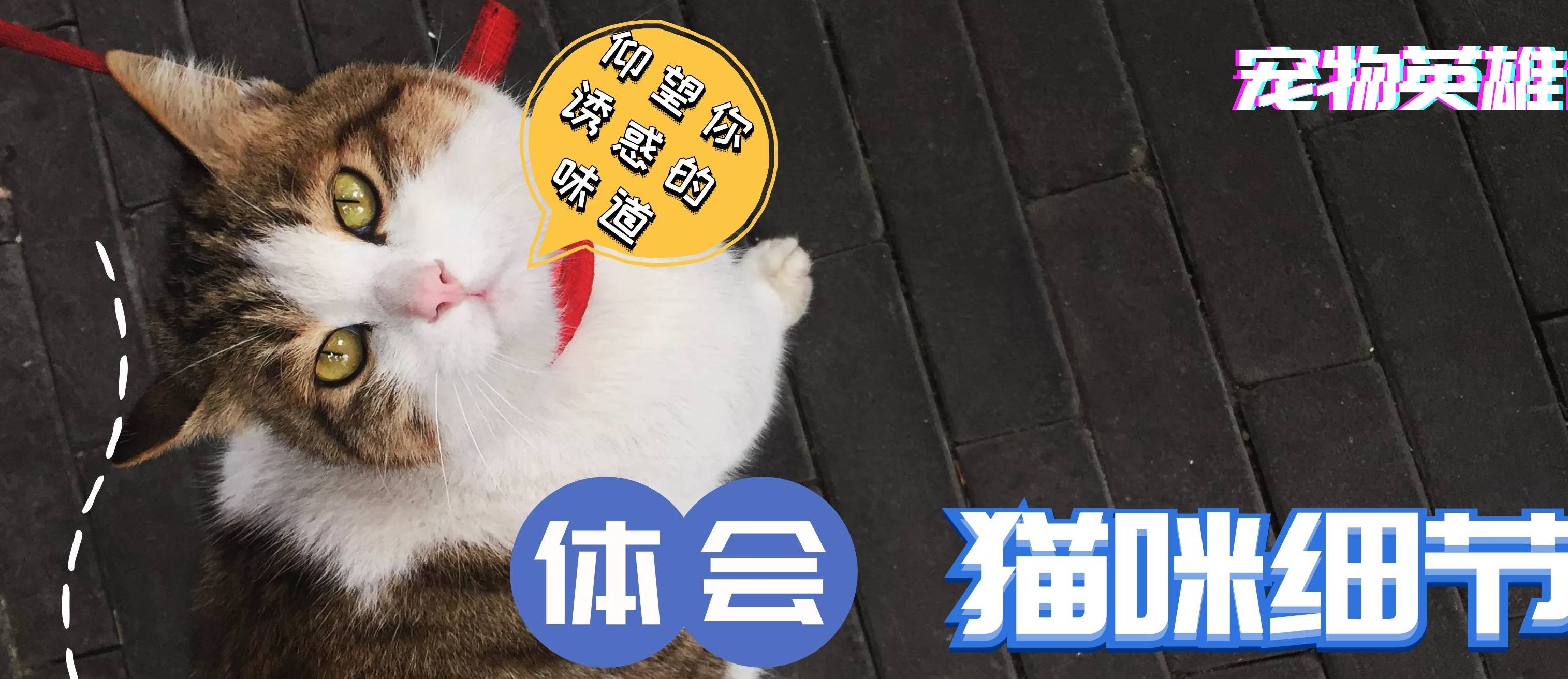 猫咪狸花猫的四种习惯，除了第三点外国人无法接受，其它的都超喜爱！