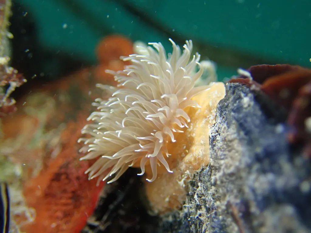 海洋科普能活到2100岁的海洋向日葵海葵