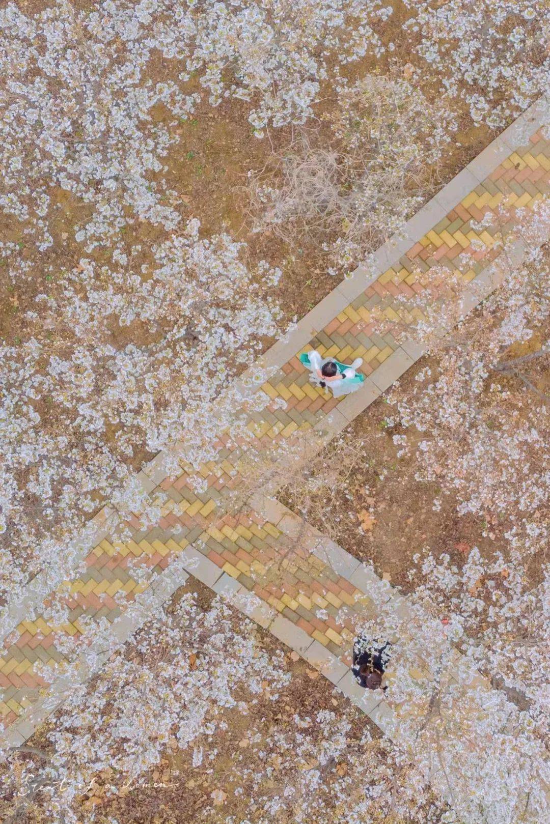 五龙潭|粉了粉了！济南春日限定樱花美景来啦~