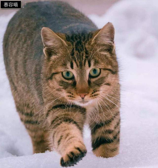 关系神秘的狸猫与梨花猫、浣熊与果子狸等动物有关系吗？