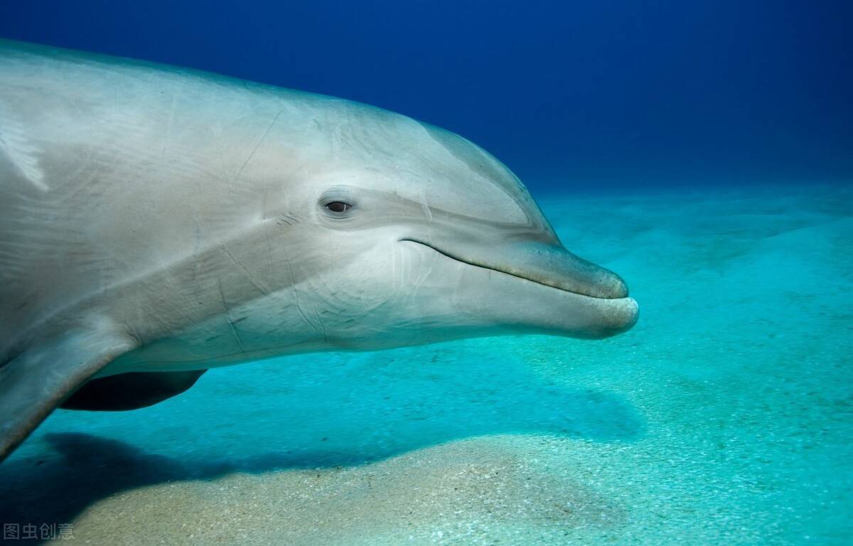 原创雄性海豚痴迷交配而且手段残忍它们为何要这样做