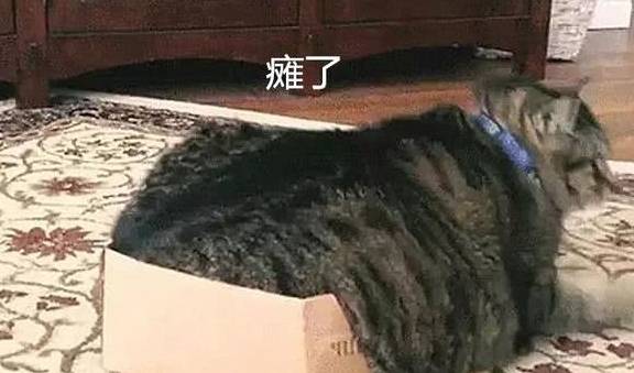 箱子猫咪挤破箱子成了一“滩”猫，主人：你有多少肉心里没点数吗？