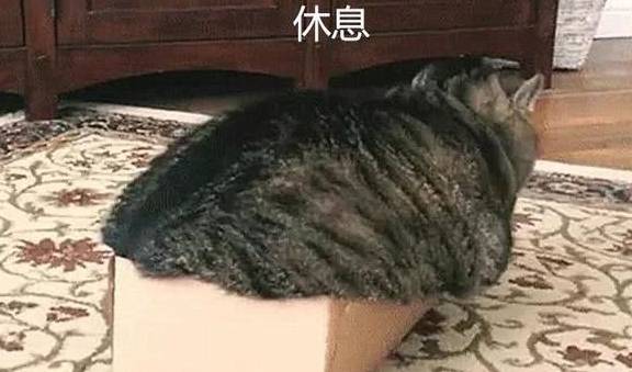 箱子猫咪挤破箱子成了一“滩”猫，主人：你有多少肉心里没点数吗？