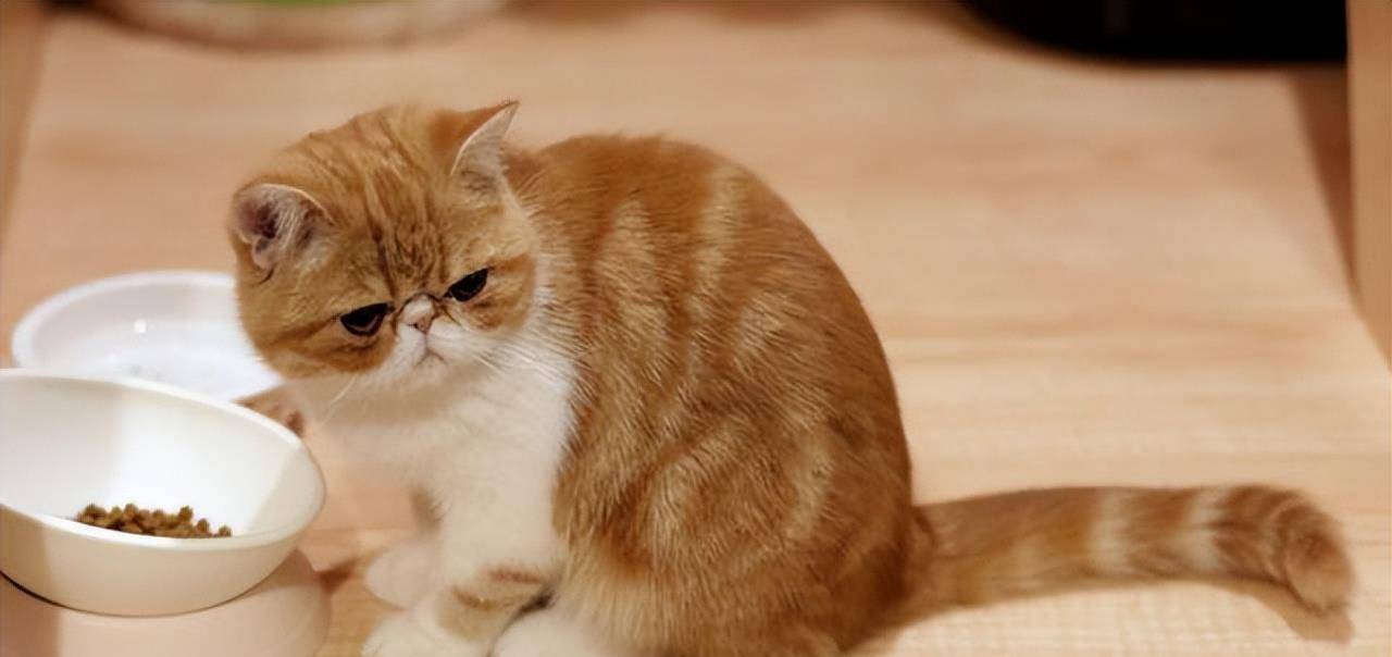 因为加菲猫为什么越来越多人养？网友：养了之后就不想换猫了