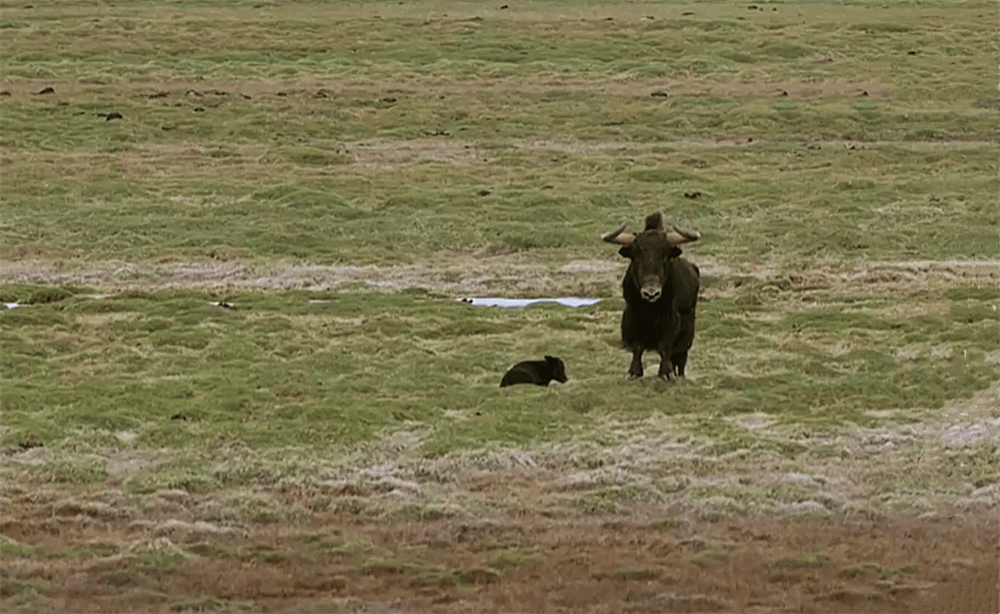 阿尔金山出现“猪声牛”，常为幼崽挡风雪，遇狼群就跑进沙漠躲避