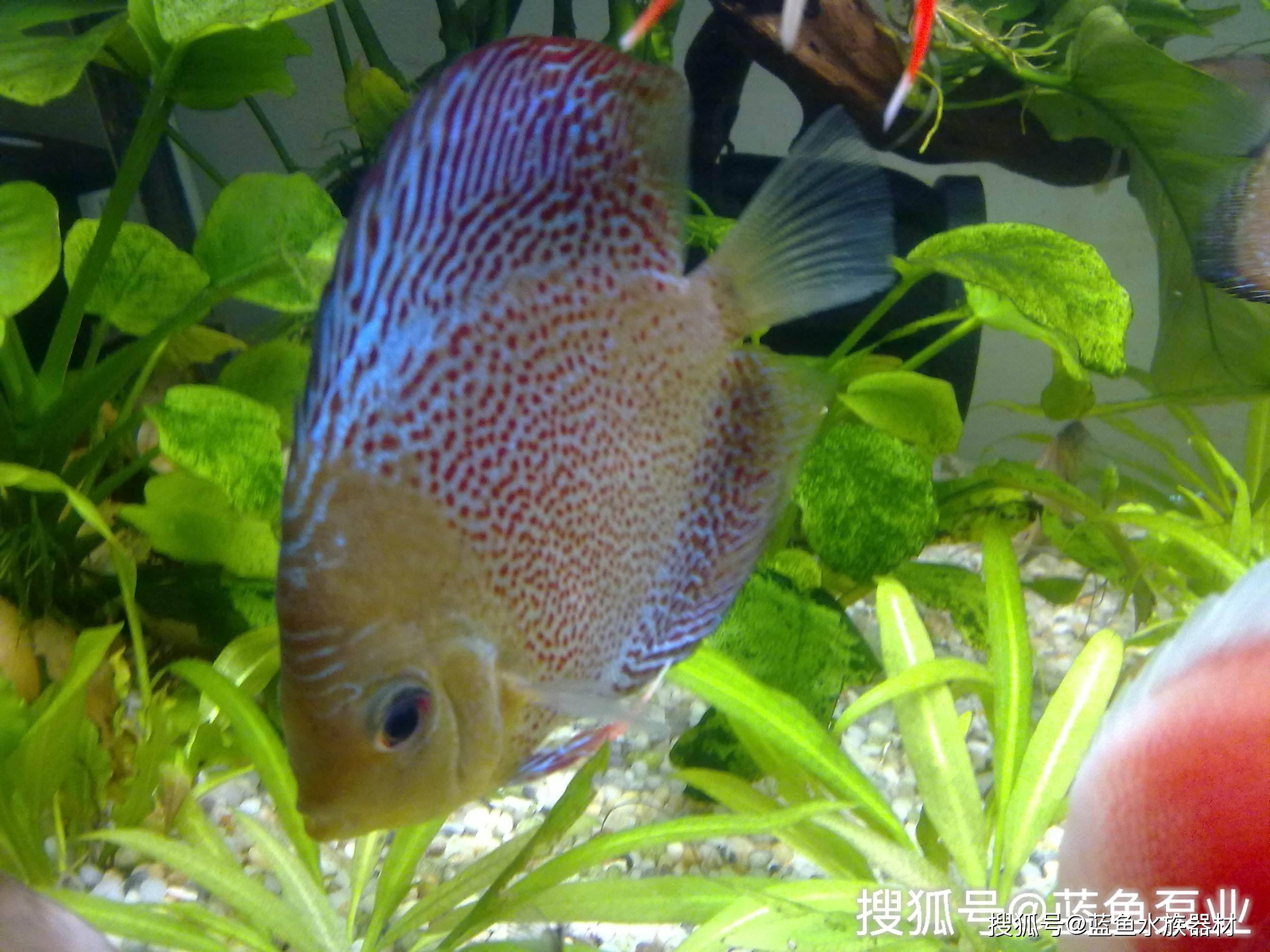 七彩神仙鱼培育繁殖方法_搜狐网, image size:2592x1944