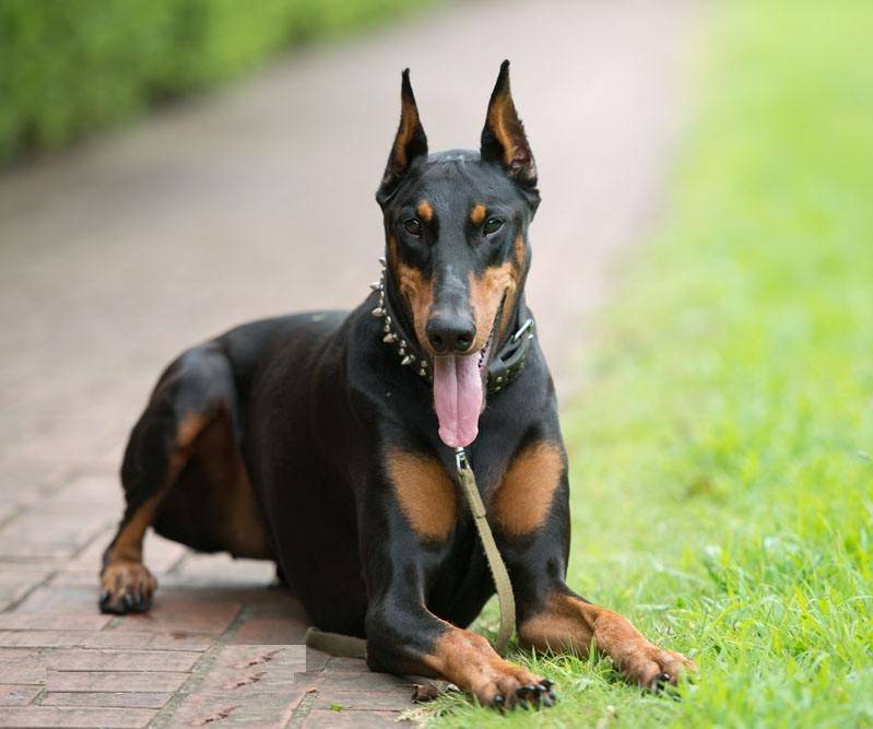 护卫犬界的精英战队：五虎上将，忠诚与服从的典范