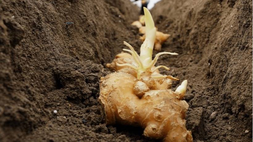 春季生姜高产技巧