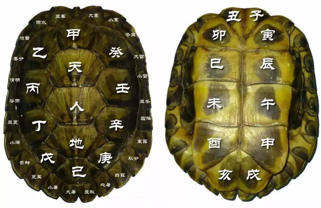 为什么古人用龟甲来占卜原来龟的传统文化因素太明显了