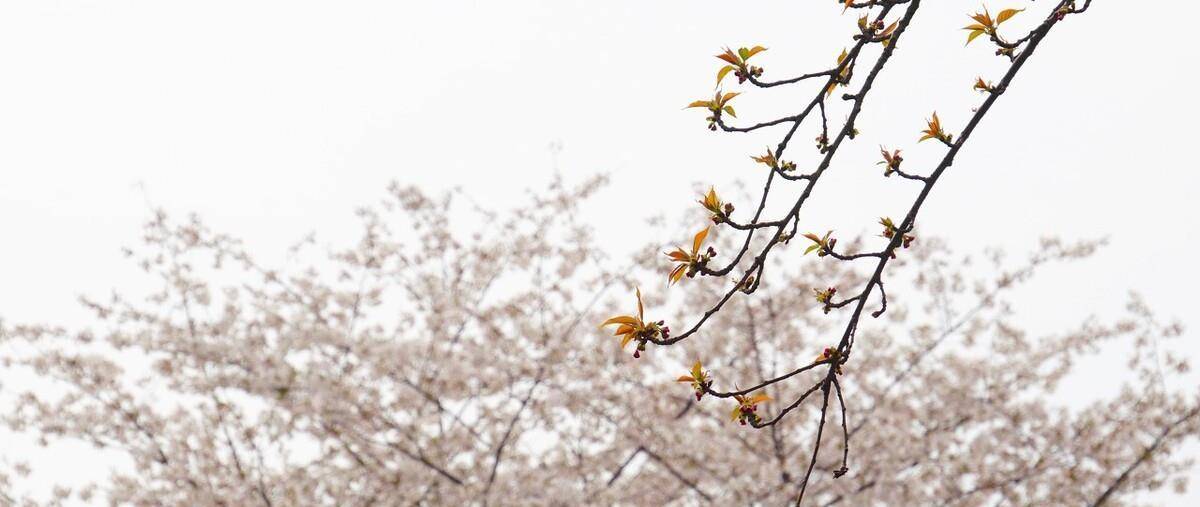 天气预报24 26日 大范围雨雪已经确定 倒春寒会继续 农谚咋说 移动社