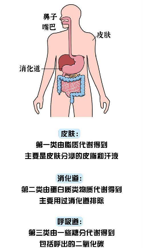里来？人的体味是在机体代谢过程中产生的这些代谢的物质大概可以分为3类