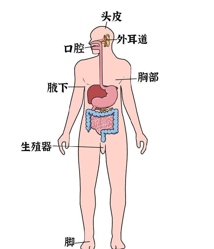 喜歡躲在一些特殊部位大汗腺分佈少來自大汗腺體味中比較濃厚的那一