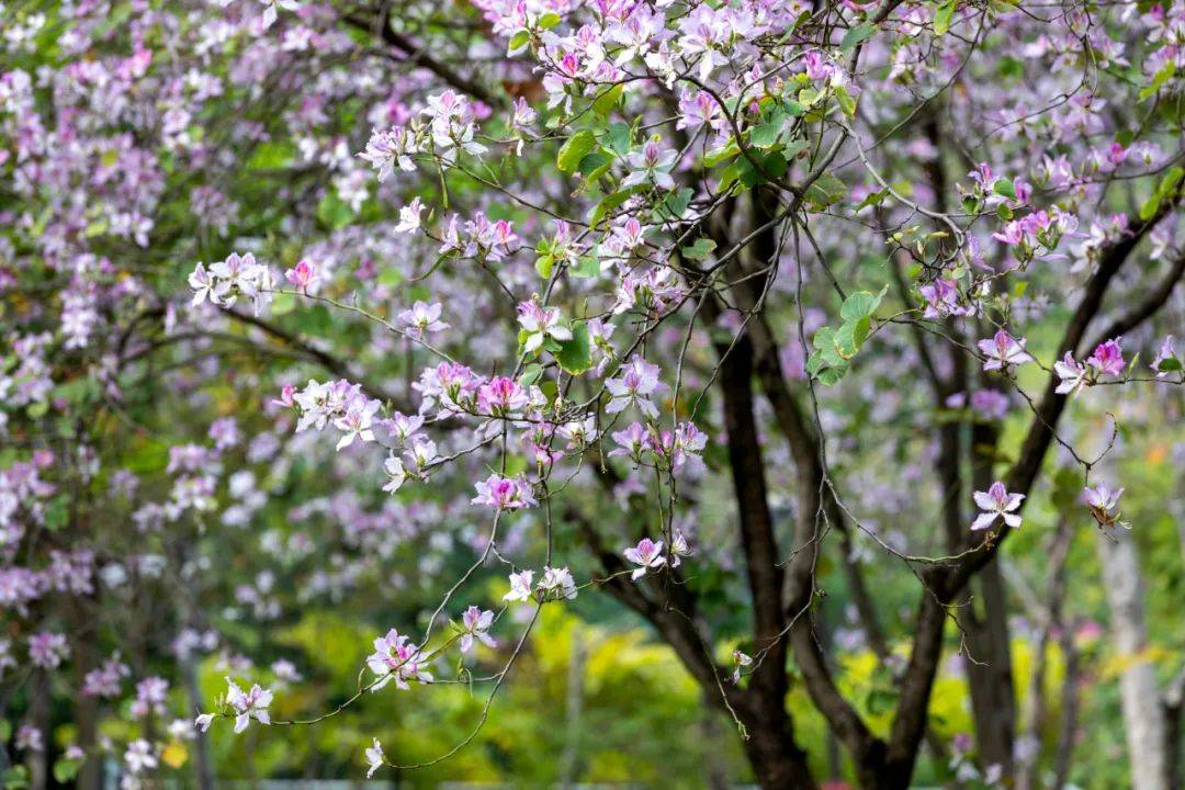 山茶花|春天。好一个花花世界！