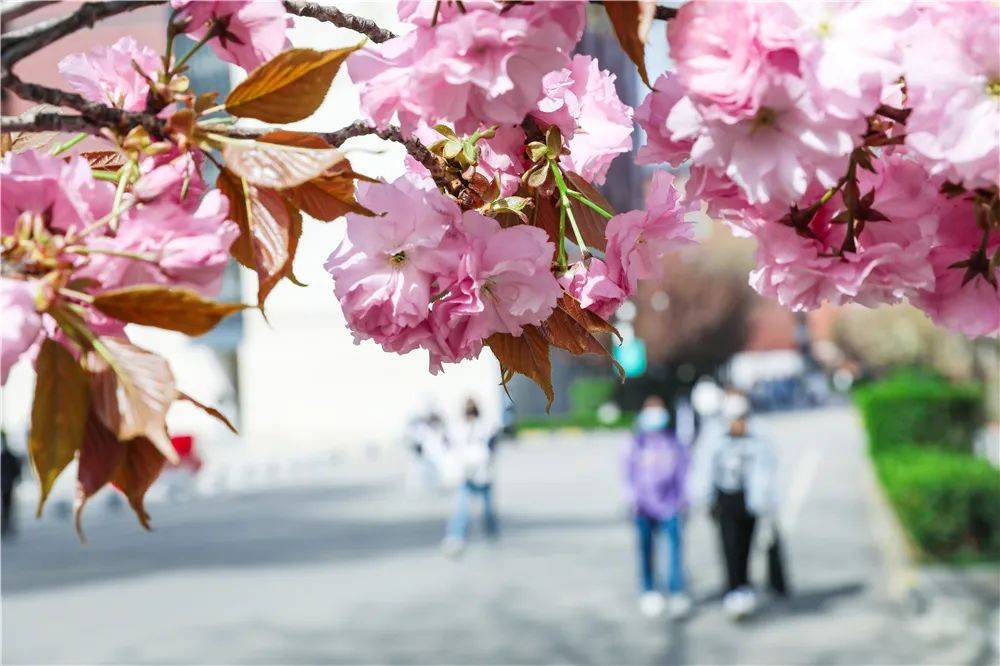 宿舍|西安翻译学院樱花盛开，春天限定浪漫之约