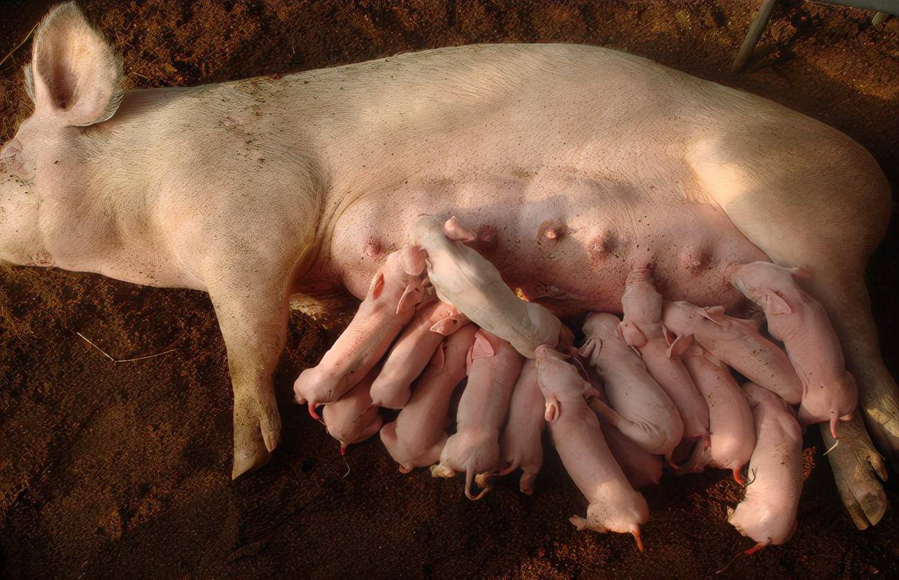 母猪流白色分泌物图片图片