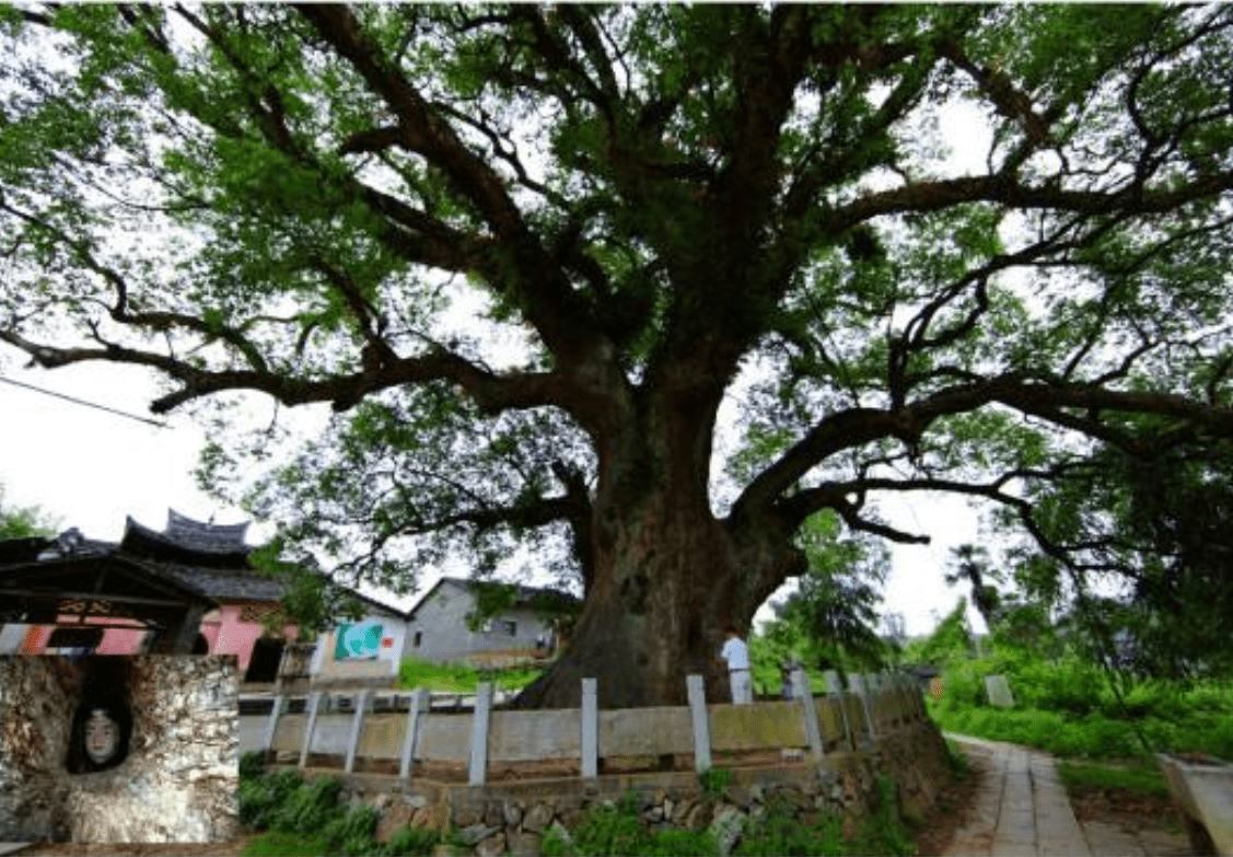 我国最奇特“树抱佛”，佛像竟藏于古樟树中，引无数游客前来观赏