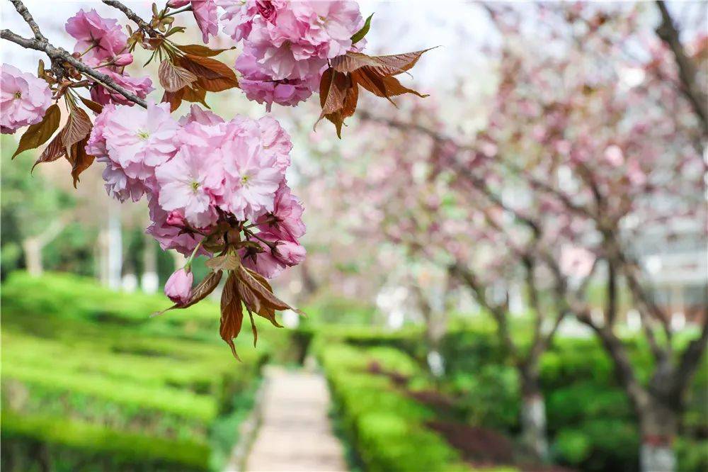 宿舍|西安翻译学院樱花盛开，春天限定浪漫之约