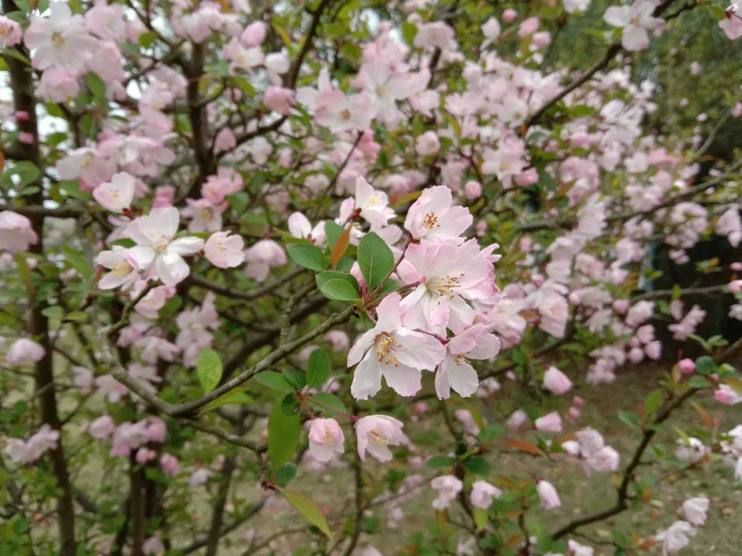 山茶花|春天。好一个花花世界！