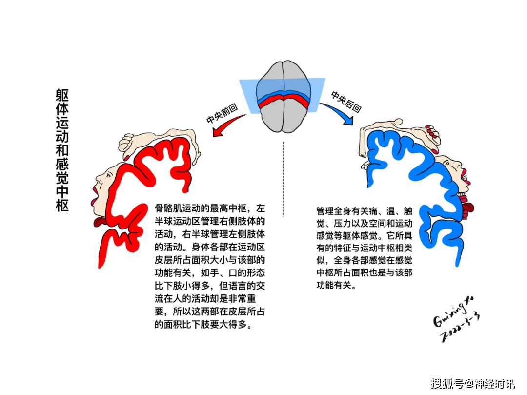 额顶叶皮层图片