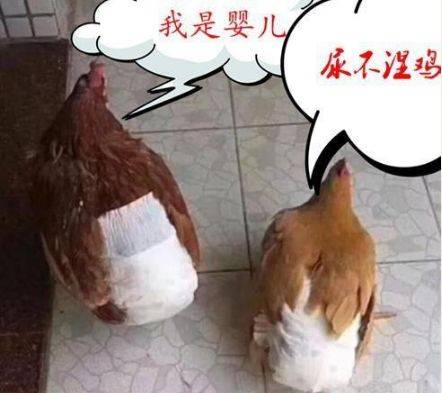 男子把老母鸡当宠物养,为了不让鸡拉屎,看到男子想的这招我笑了_鸡屎