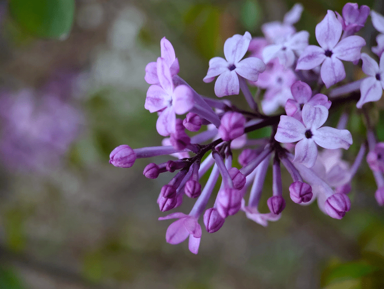 又見丁香花開時十首丁香花的詩詞在古詩詞裡欣賞美麗的丁香花